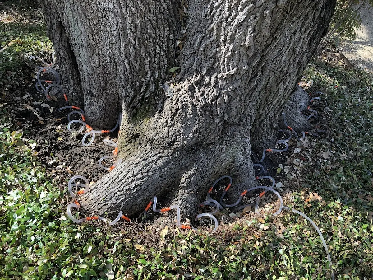 Detailed Tree Cabling and Bracing job site in Kennett Square