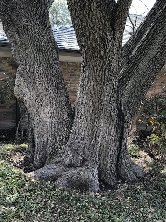 Mature heritage tree close to a Kennett Square property cared for by certified arborists